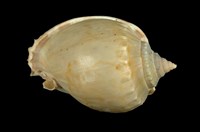 藏品(灰鬘螺)的圖片